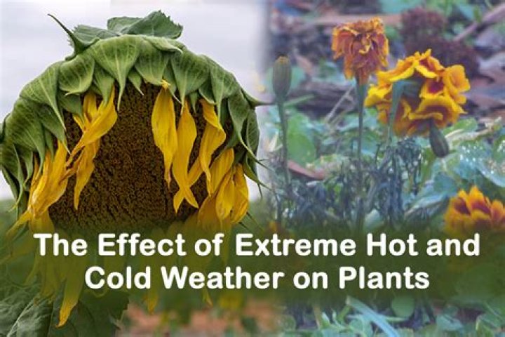 At what temperature do plants freeze