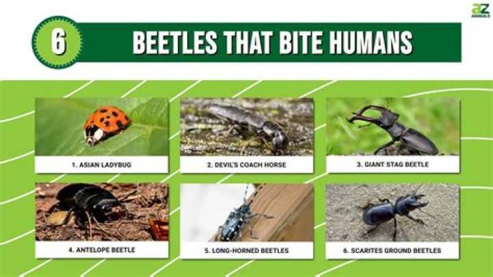 Can a beetle bite kill you