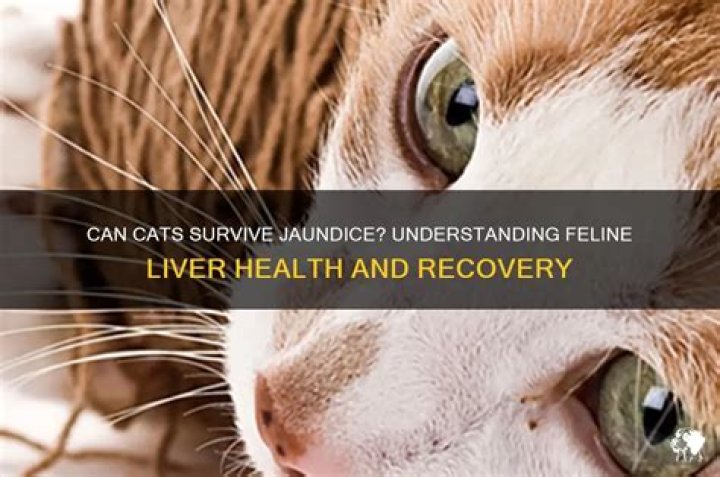 Can a cat survive jaundice