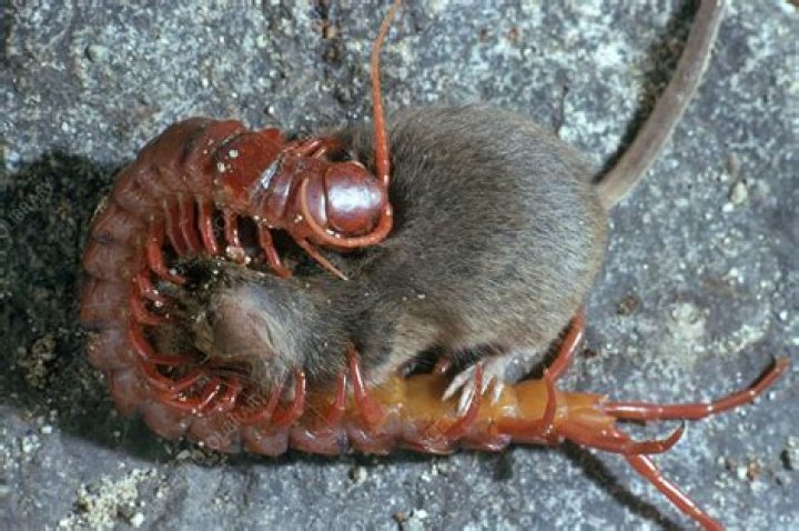 Can a centipede eat a mouse