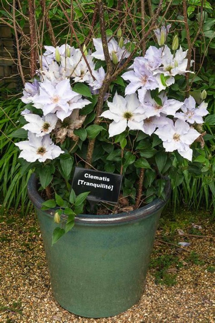 Can a clematis be potted