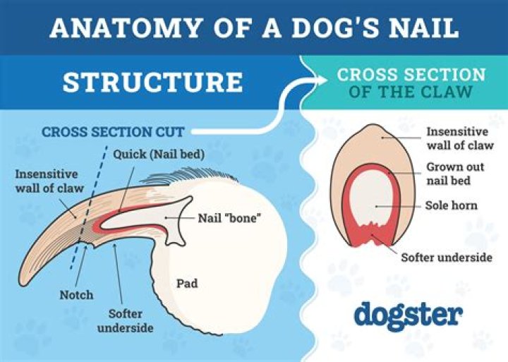 Can a dogs nail be removed