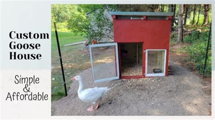 Can a goose be a house pet