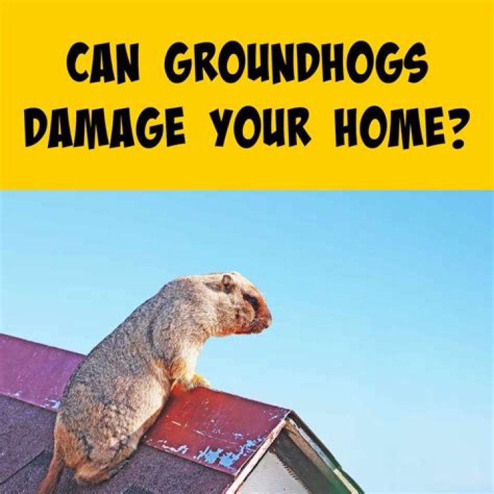 Can a groundhog damage my house