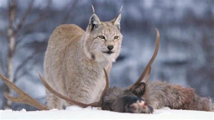 Can a lynx kill a reindeer