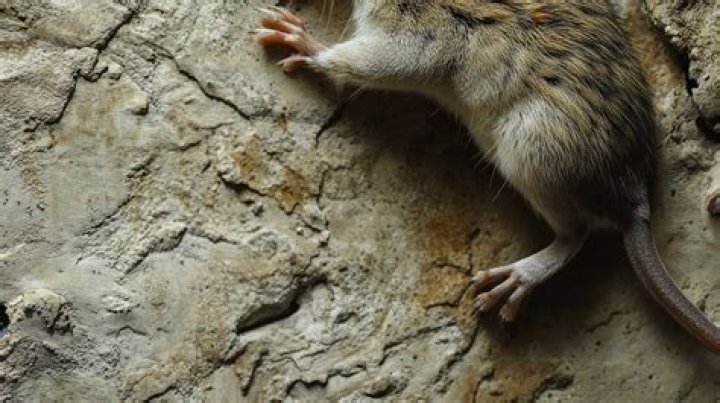 Can a mouse climb up a wall