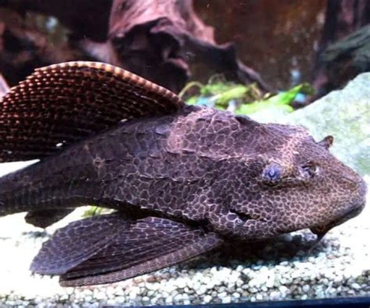 Can a pleco live in a pond
