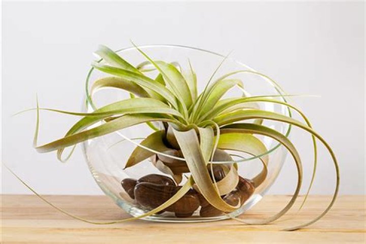 Can air plants live in soil