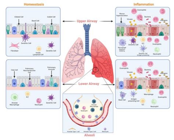Can allergies cause inflammation in the lungs