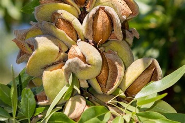 Can almonds grow in tropics