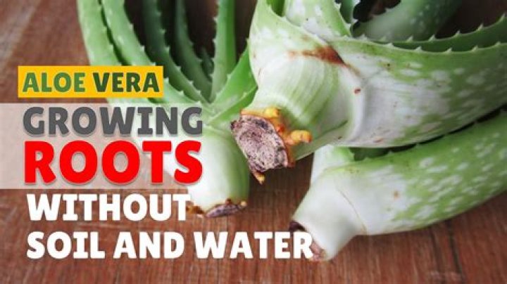 Can aloe grow without roots