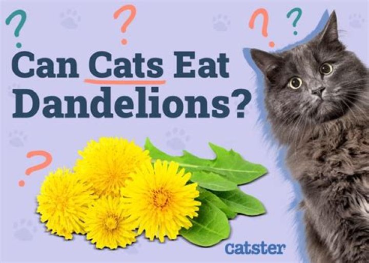 Can animals eat dandelions