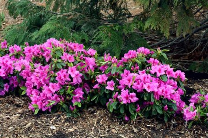 Can azaleas live in Zone 5