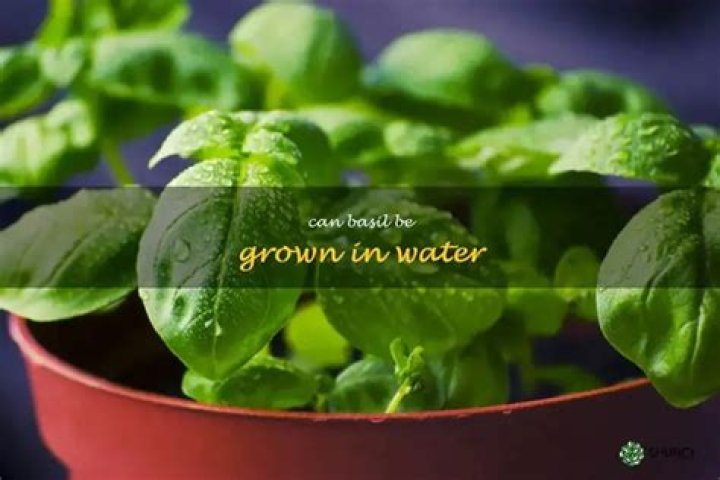 Can Basil be grown in water