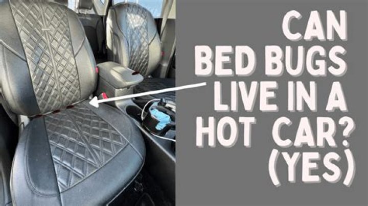 Can bed bugs be in your car