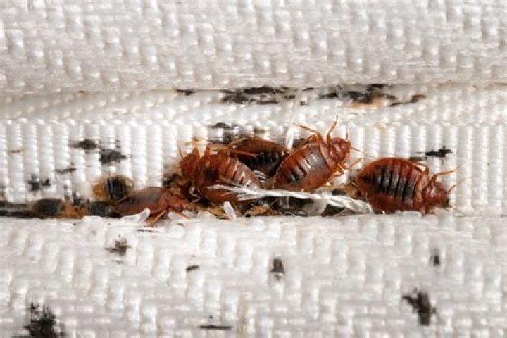 Can bed bugs live in blinds