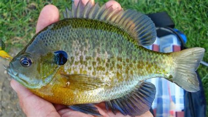 Can bluegill live in a pond