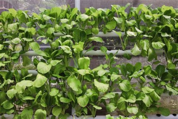Can bok choy be transplanted