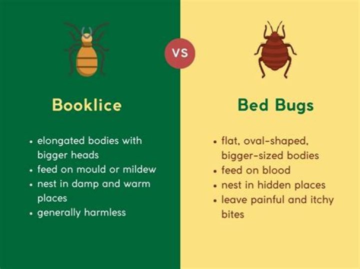 Can book lice affect humans