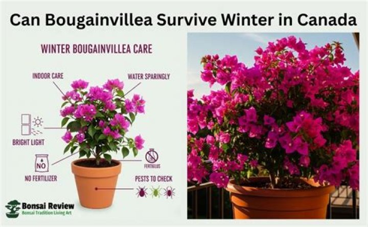 Can bougainvillea survive winter