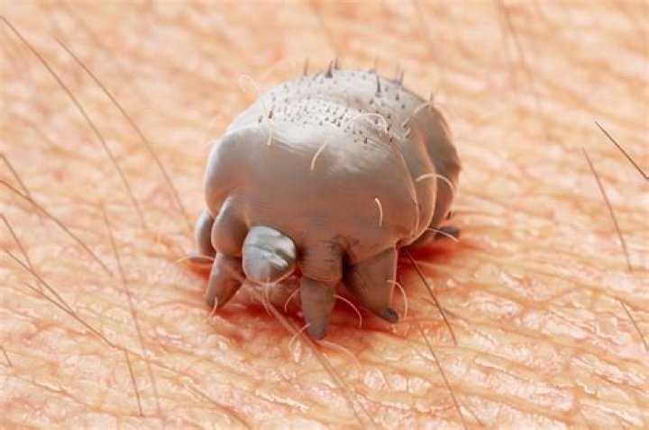 Can bugs crawl in your skin