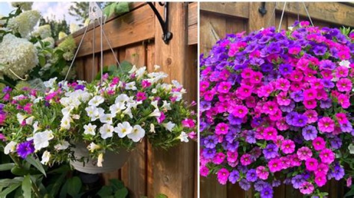 Can Calibrachoa be cut back