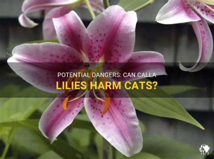 Can calla lilies kill cats