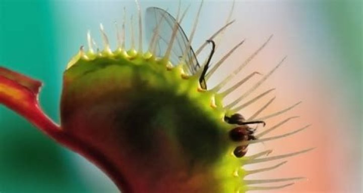 Can carnivorous plants photosynthesize