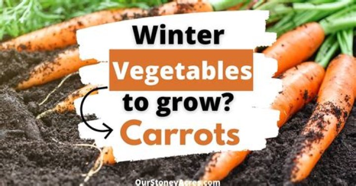 Can carrots survive winter