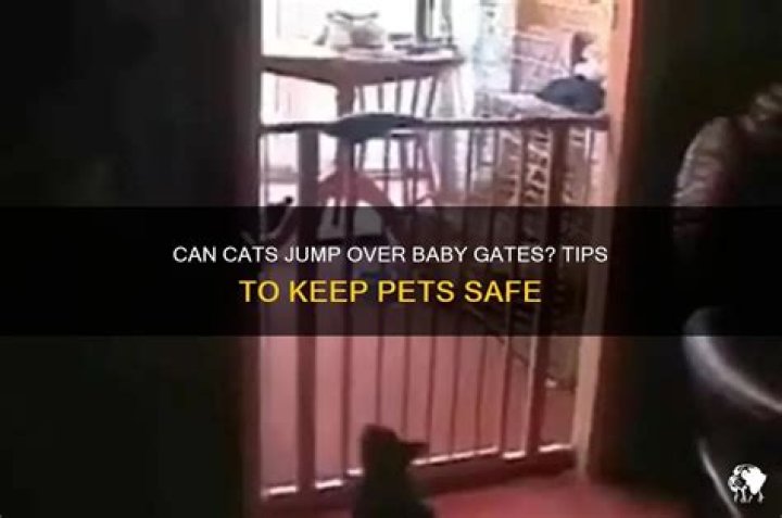 Can cat jump over baby gate