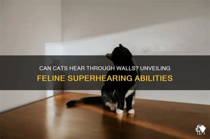Can cats hear through walls