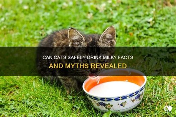 Can cats safely drink milk