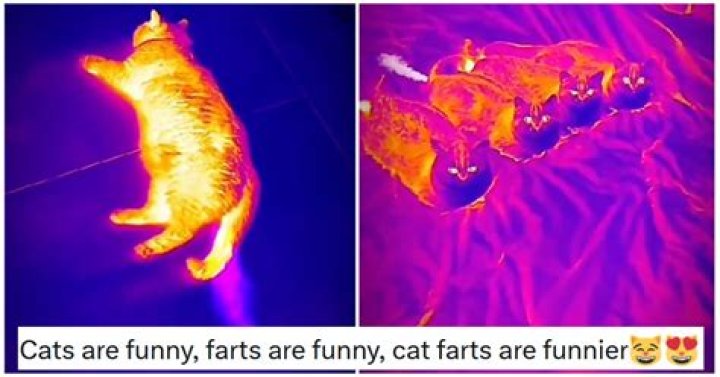 Can cats see farts