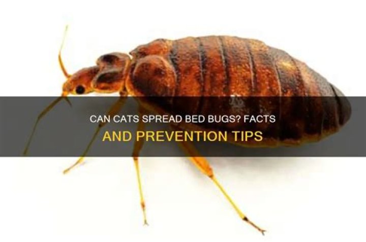 Can cats Transfer bed bugs