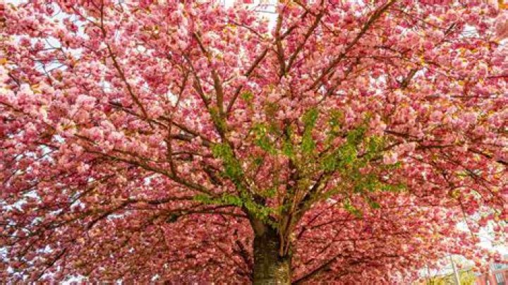 Can cherry blossom trees grow in Miami