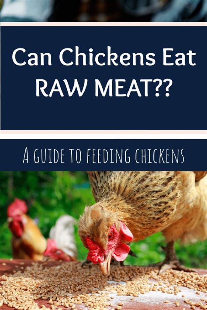 Can chickens eat raw grains