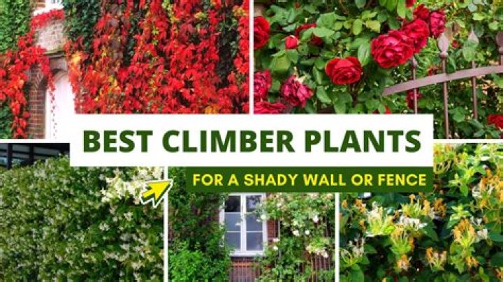 Can climbers grow in shade