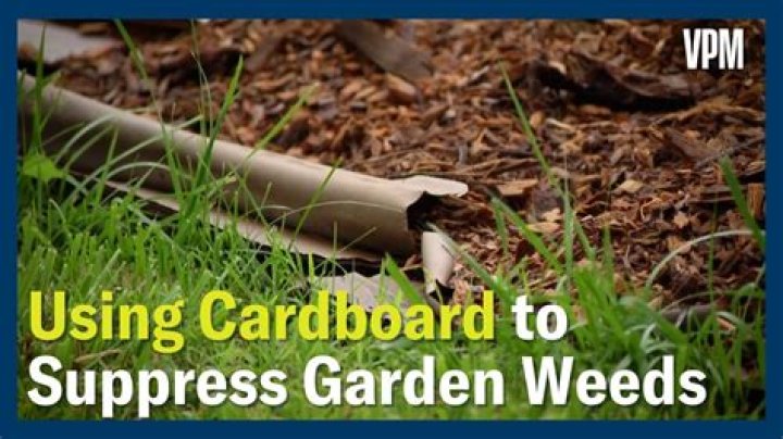 Can compost suppress weeds