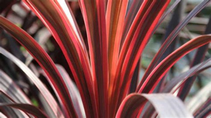 Can Cordylines grow indoors