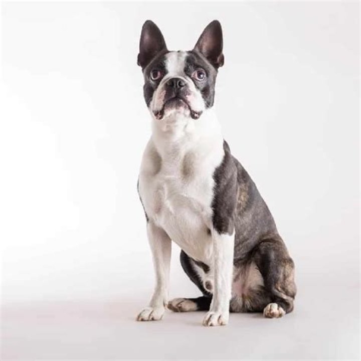 Can dogs die from glaucoma