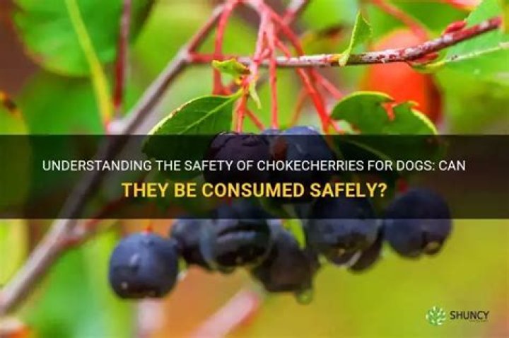 Can dogs eat Chokecherries