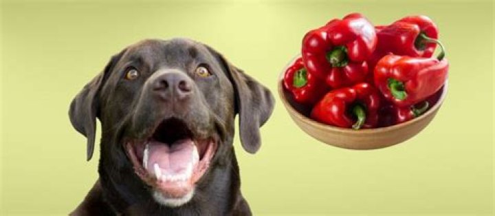 Can dogs eat red peppers UK