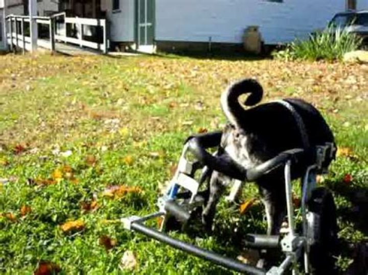 Can dogs poop in wheelchair