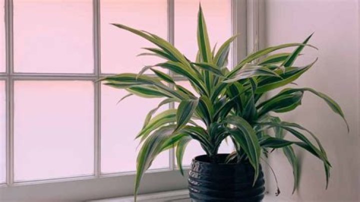Can dracaena grow in water