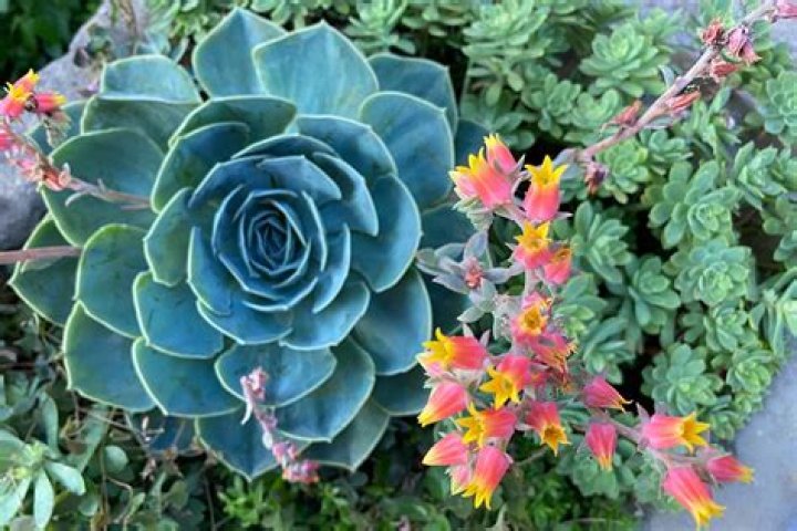 Can Echeveria grow in shade