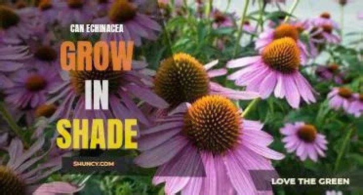 Can echinacea grow in shade