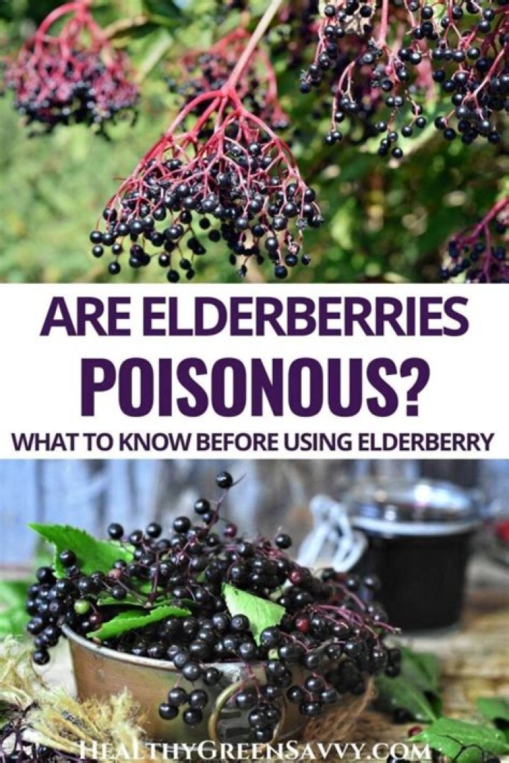 Can elderberry kill you