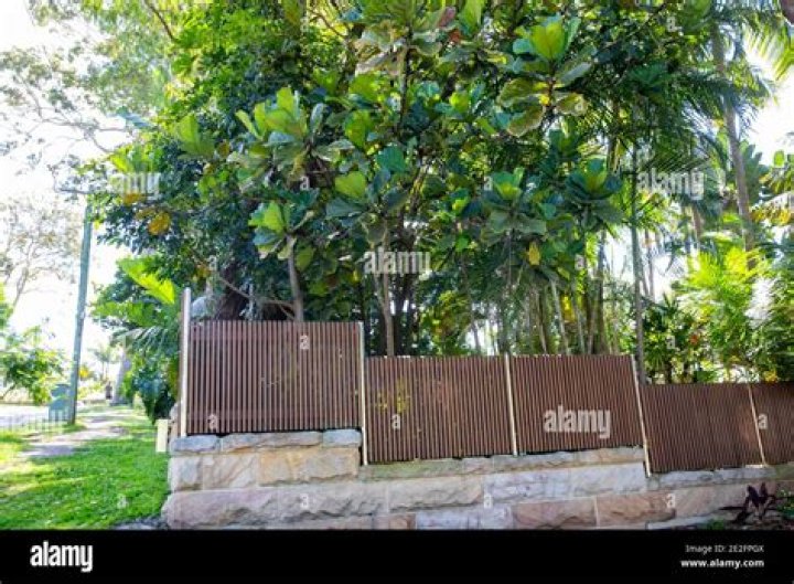 Can fiddle leaf fig survive outside