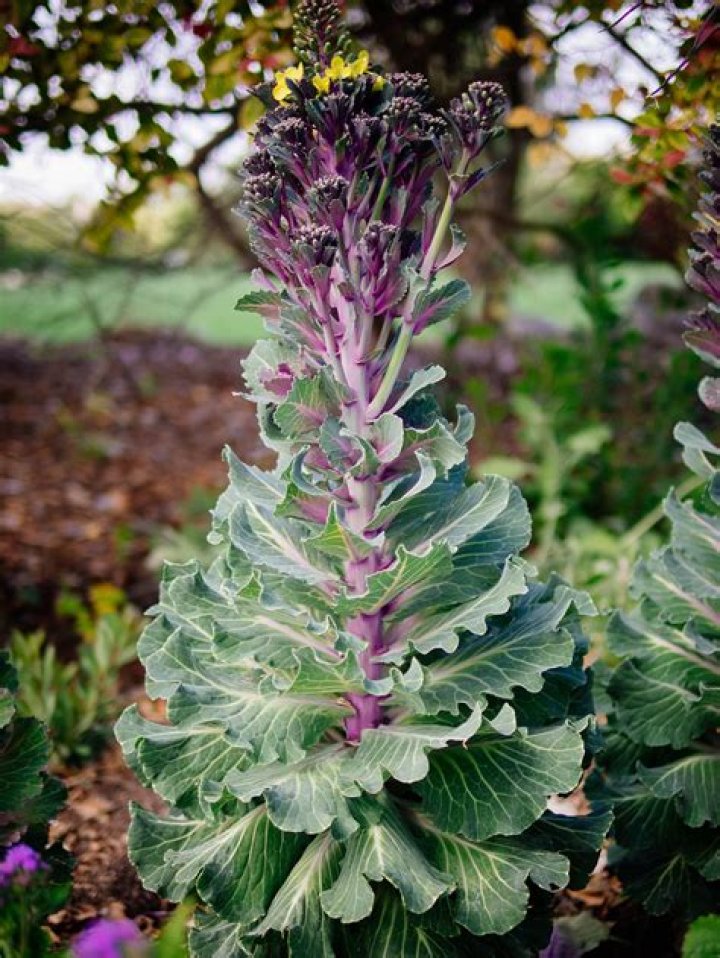Can flowering kale be eaten