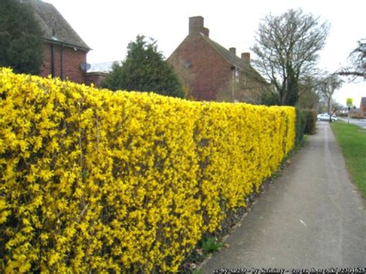 Can forsythia be kept small